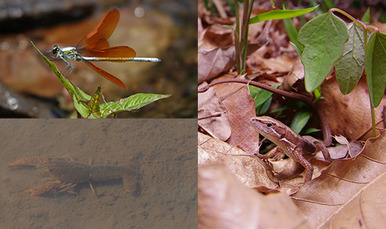 親子里山体験あそび