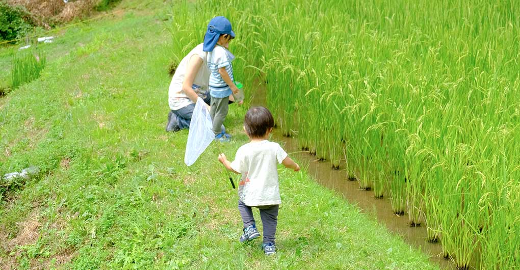 生きもの探しファミリーキャンプ～ホタル観賞と初夏の生きもの編～