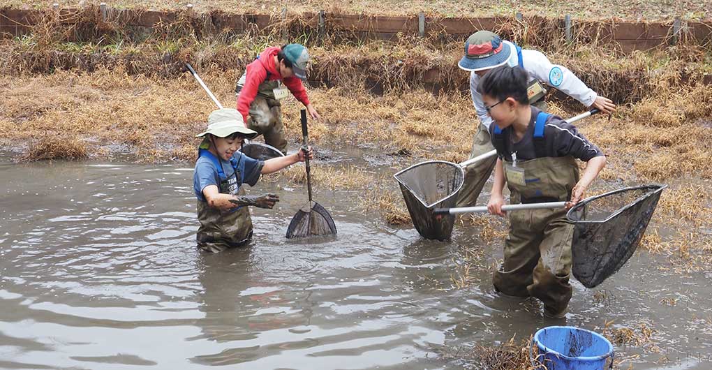 池の水をすくって生きものをすくう かいぼり体験