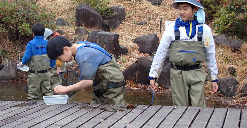 池の水をすくって生きものをすくう かいぼり体験