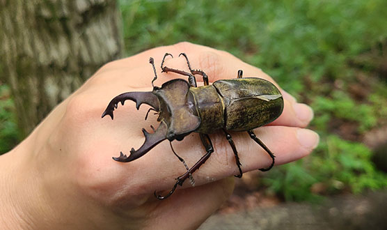 ミヤマクワガタ