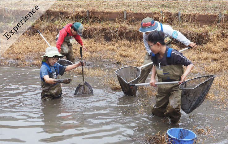 池の水をすくって生きものをすくう  かいぼり体験