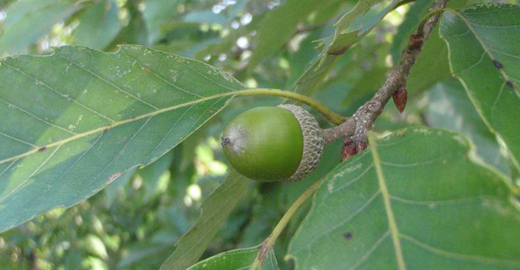 Acorn Forest Guided Walk