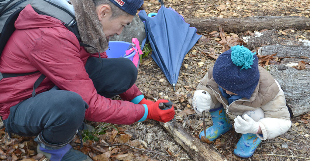 Searching for stag beetle larvae and making a breeding set