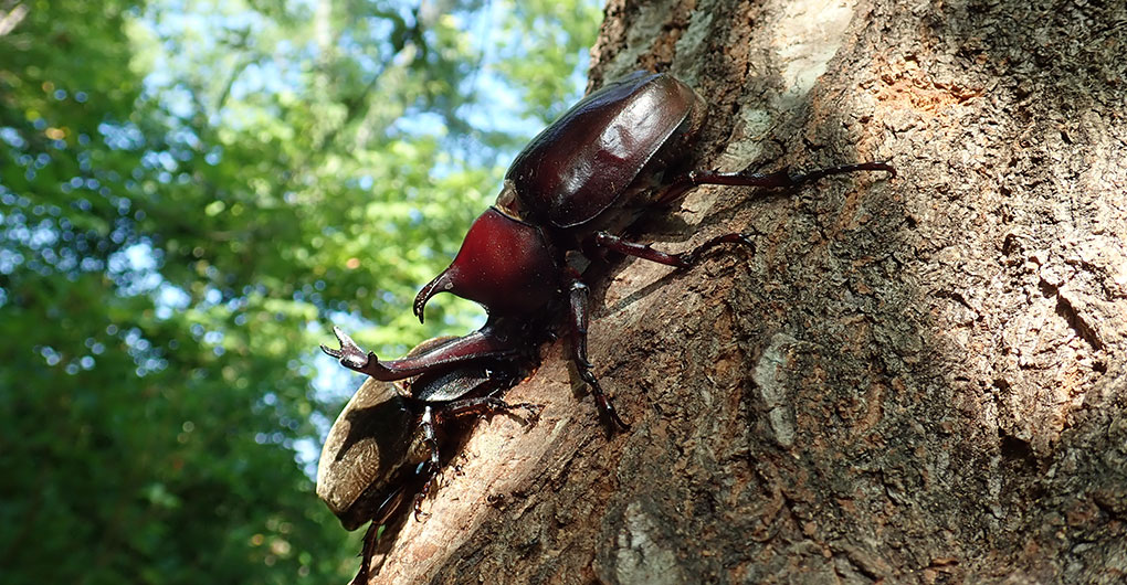 [Guests Only] Morning Insect Collecting Tour