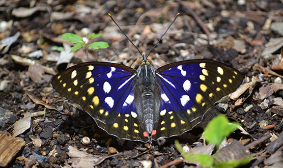 Blue Morpho