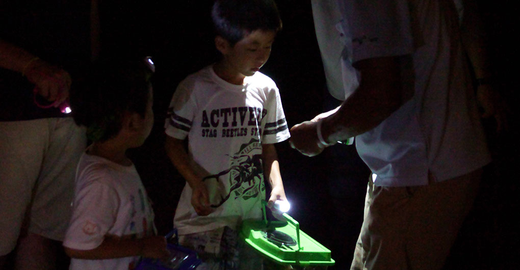 [Exclusive for guests] Night Insect Collecting Tour