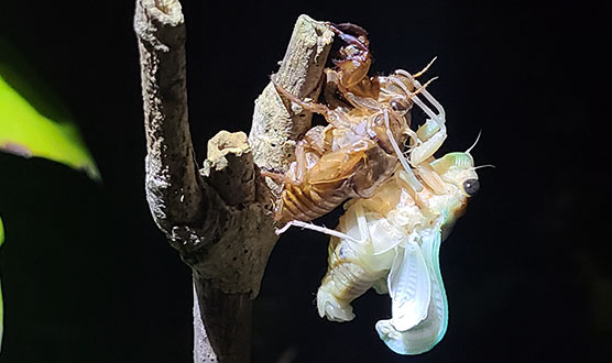 Cicada Emergence
