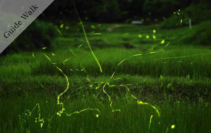 Creature Search Family Camp – Firefly Viewing and Early Summer Creatures Edition –