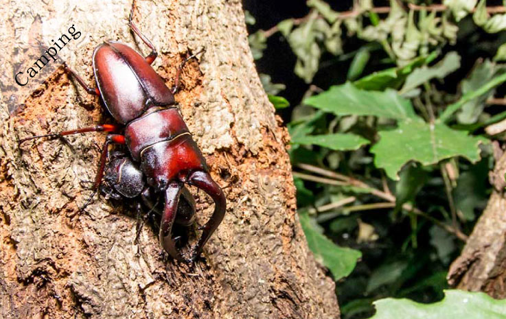 Creature Search Family Camp – Summer Creatures Edition –