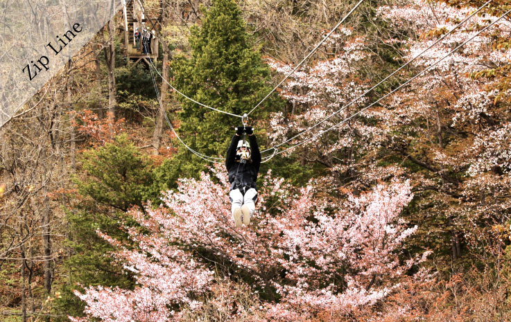 Forest Zipline, Musasabi