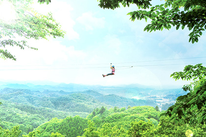 Forest Zipline, Musasabi