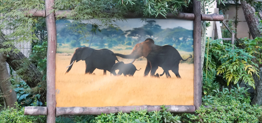 "Forest Culture" Activities