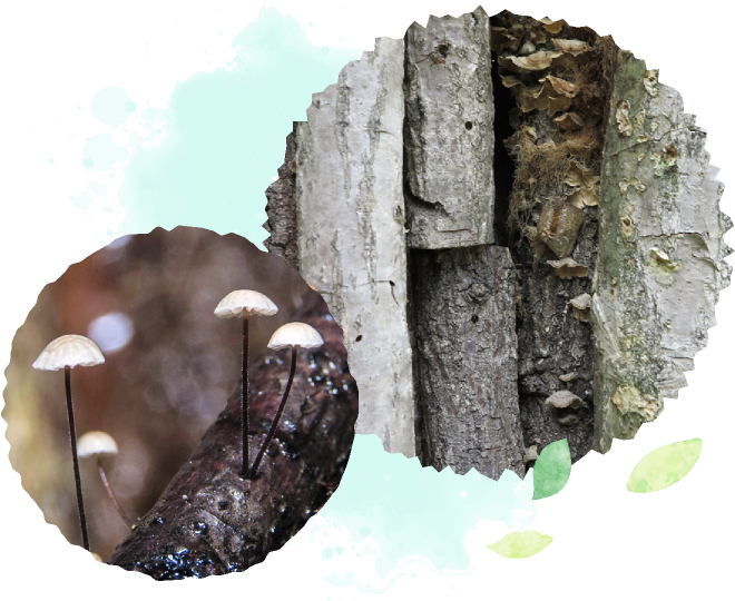 Biodiversity and Tower of Life