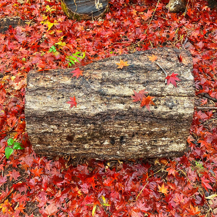 Visited Hello Woods Forest in the autumn rain