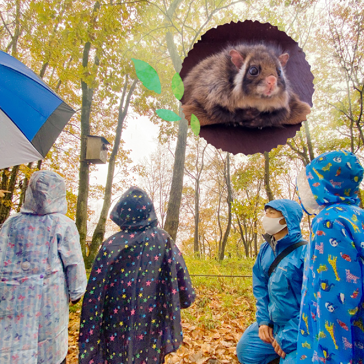 Visited Hello Woods Forest in the autumn rain