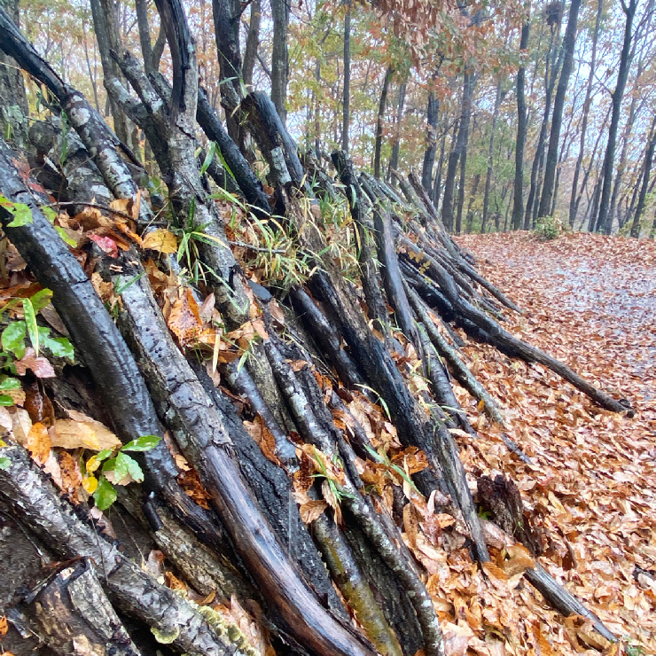 Visited Hello Woods Forest in the autumn rain
