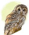 owl