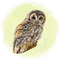 owl