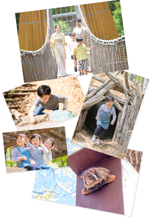 Experience the perfect family adventure in the forest.