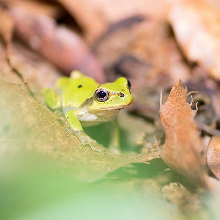 Eastern Japanese Tree Frog