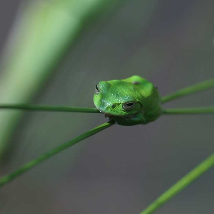 Schlegel's green tree frog