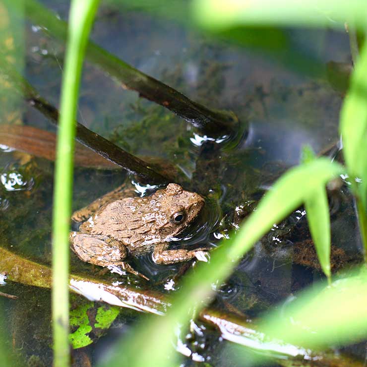 Mukashi Tsuchi Gaeru