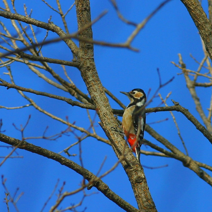 Woodpecker