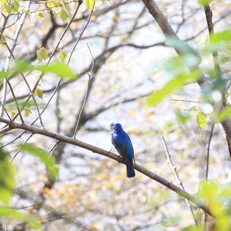 Oriental Magpie-Robin