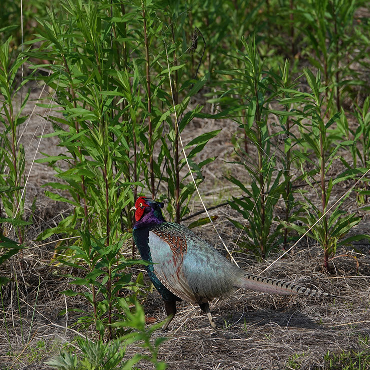 Pheasant
