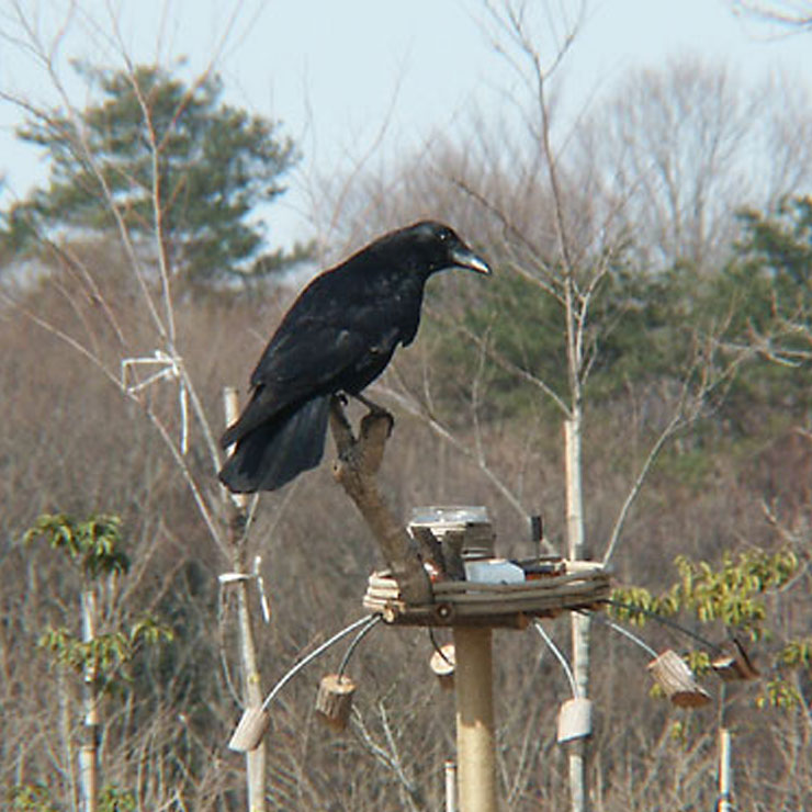 Common Raven