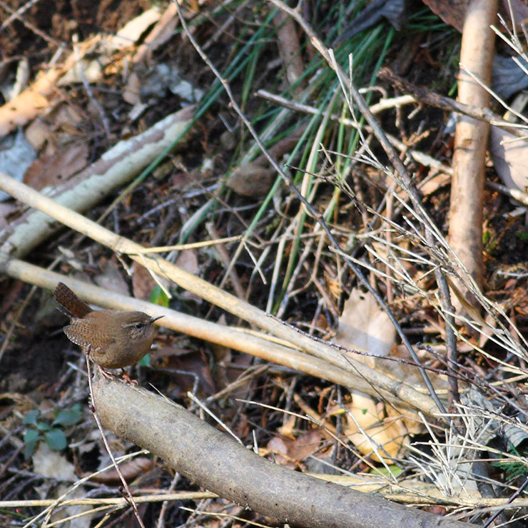 Japanese Bush Warbler