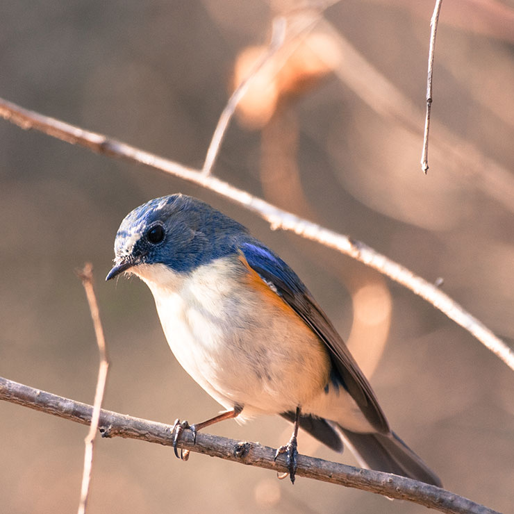 Blue-and-white Flycatcher