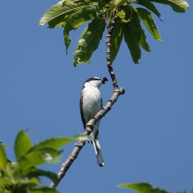 Japanese Paradise Flycatcher