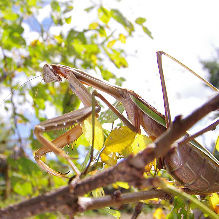 Praying Mantis