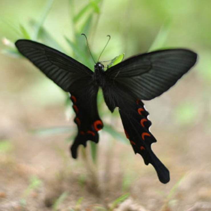 Orange Tip Butterfly