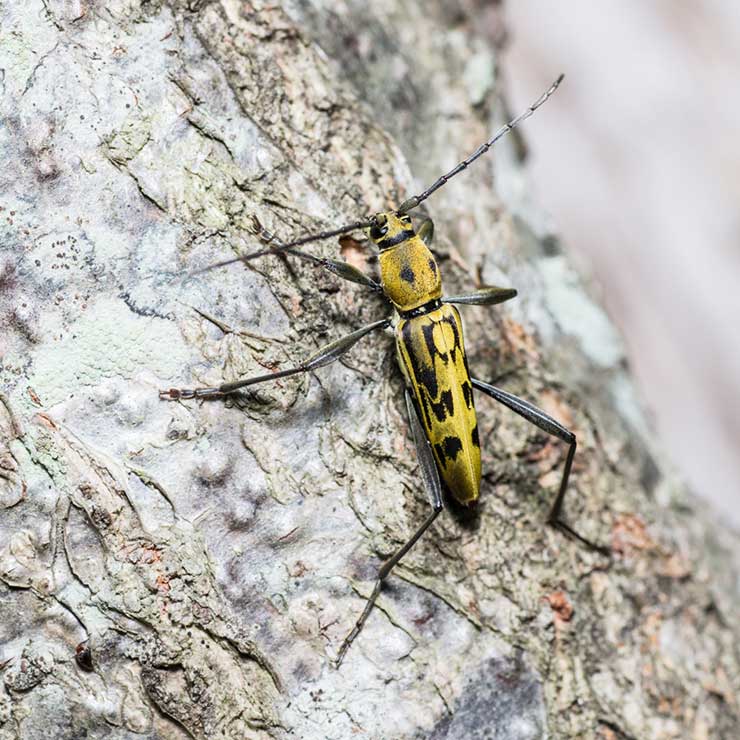 Yellow Longhorn Beetle