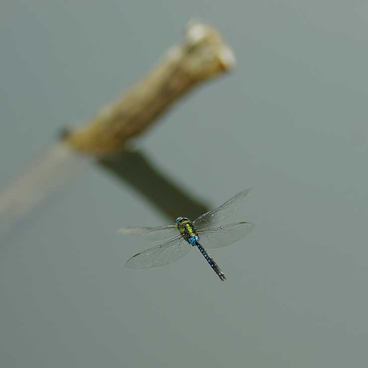 Cross Skimmer Dragonfly