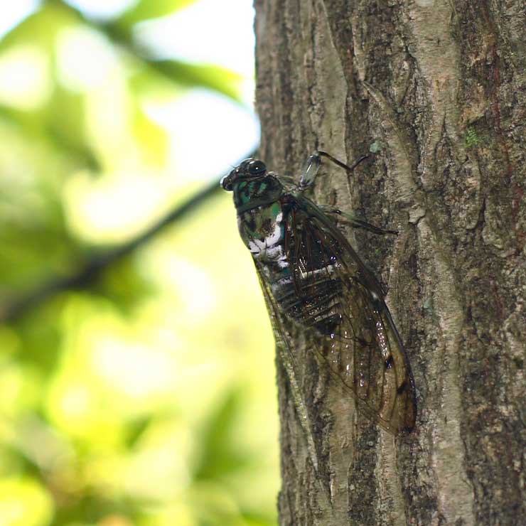 Minmin Cicada