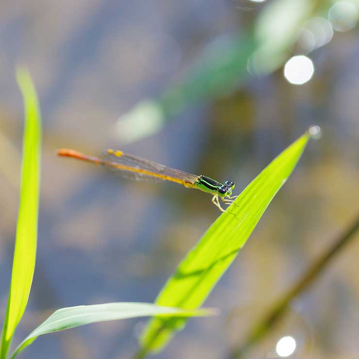 Mortonite Dragonfly