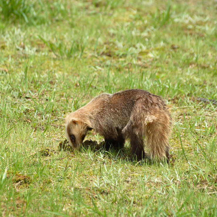 Japanese Badger