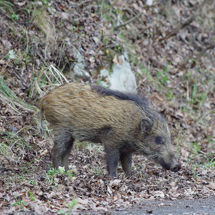 Japanese Wild Boar