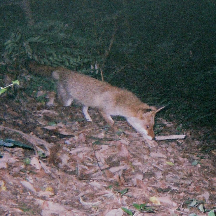 Japanese Fox