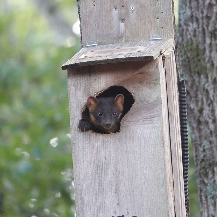 Japanese Marten