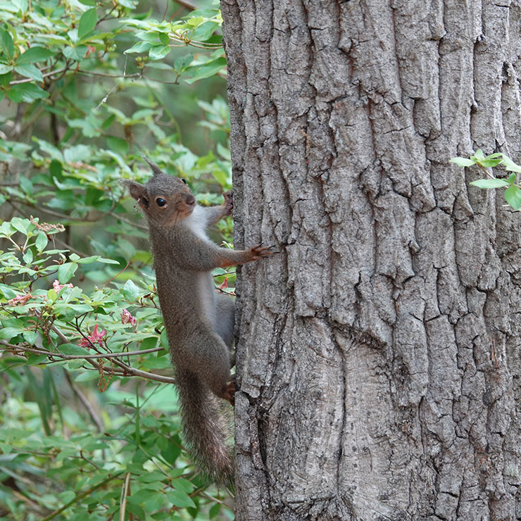 Japanese squirrel