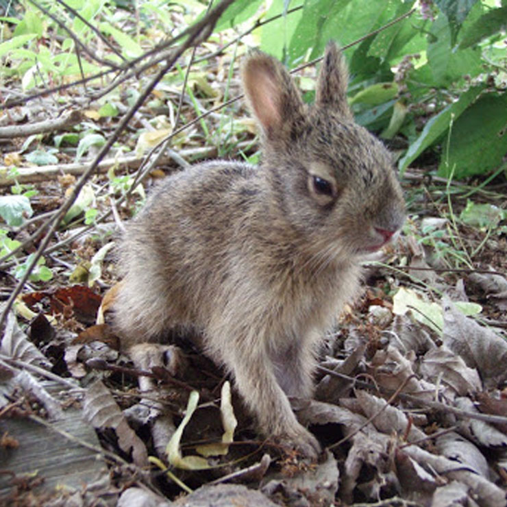 Japanese Hare