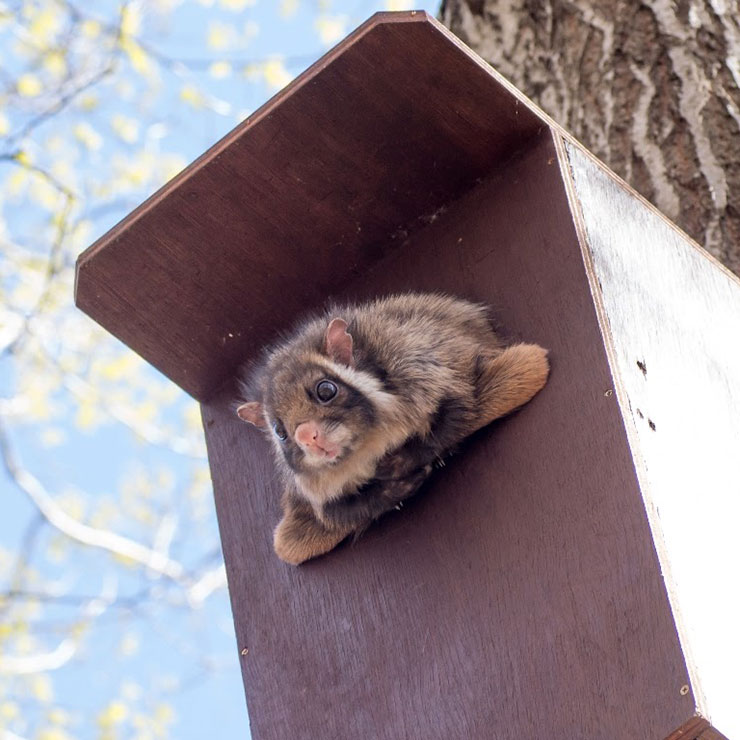 Japanese Giant Flying Squirrel
