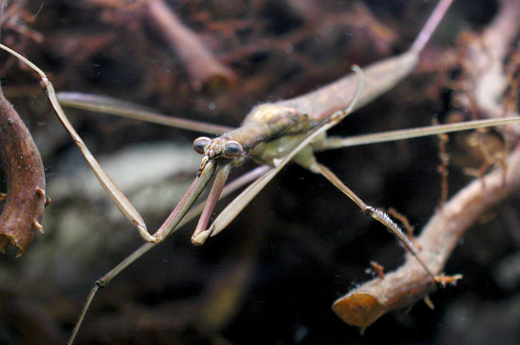 Aquatic Organism Research Image