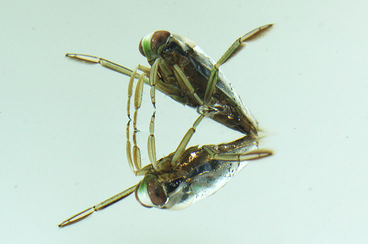 Aquatic Organism Research Image