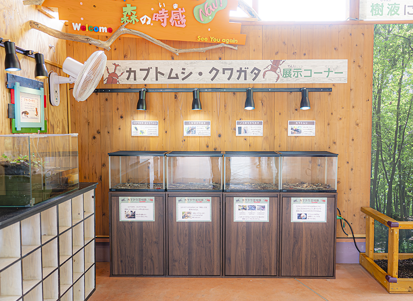 Kabutomushi and Stag Beetle Exhibition Corner